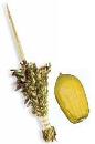 Order Sukkot Needs